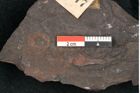 Foto (Detailansicht) von Cardiocarpon gutbieri Geinitz (NHMW-GEO-2024-0188-11277)